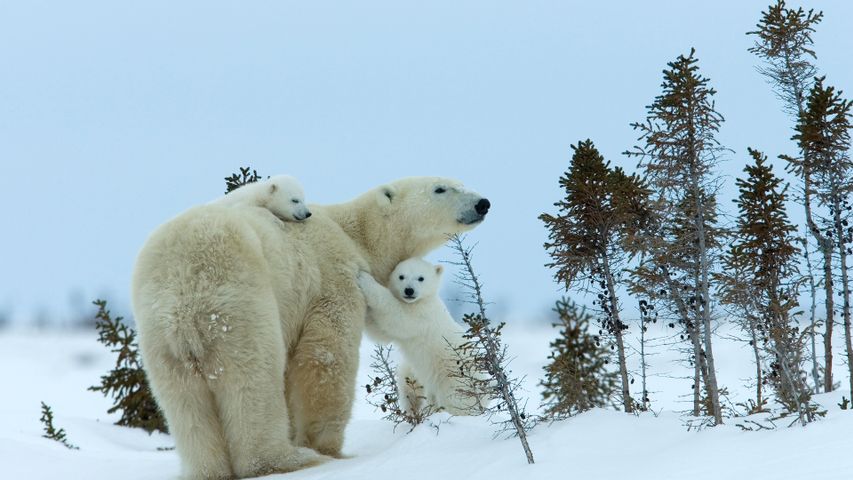 Polar bear family