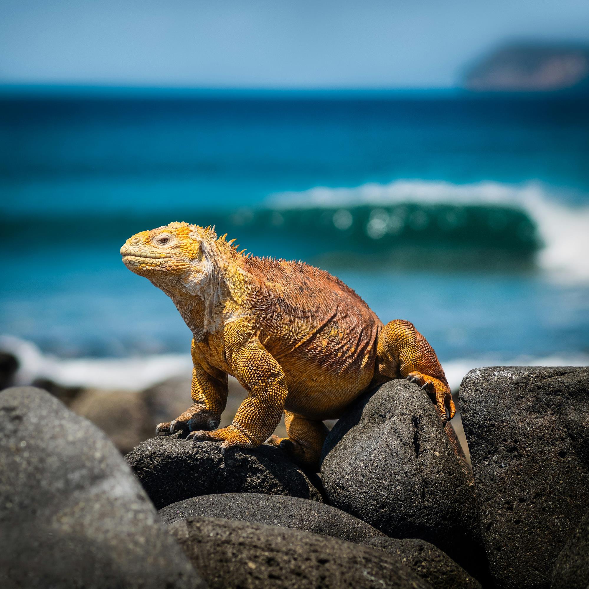 Iguana on rocks with ocean in the background