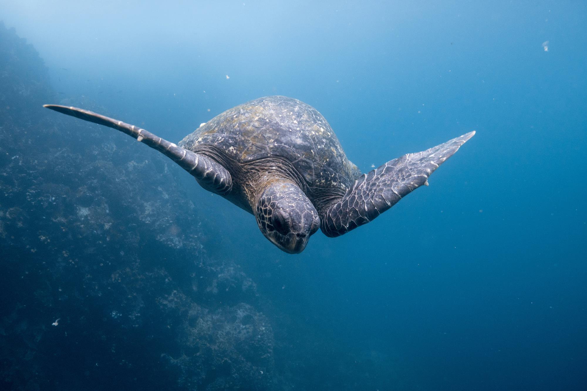 Sea turtle swimming underwater 