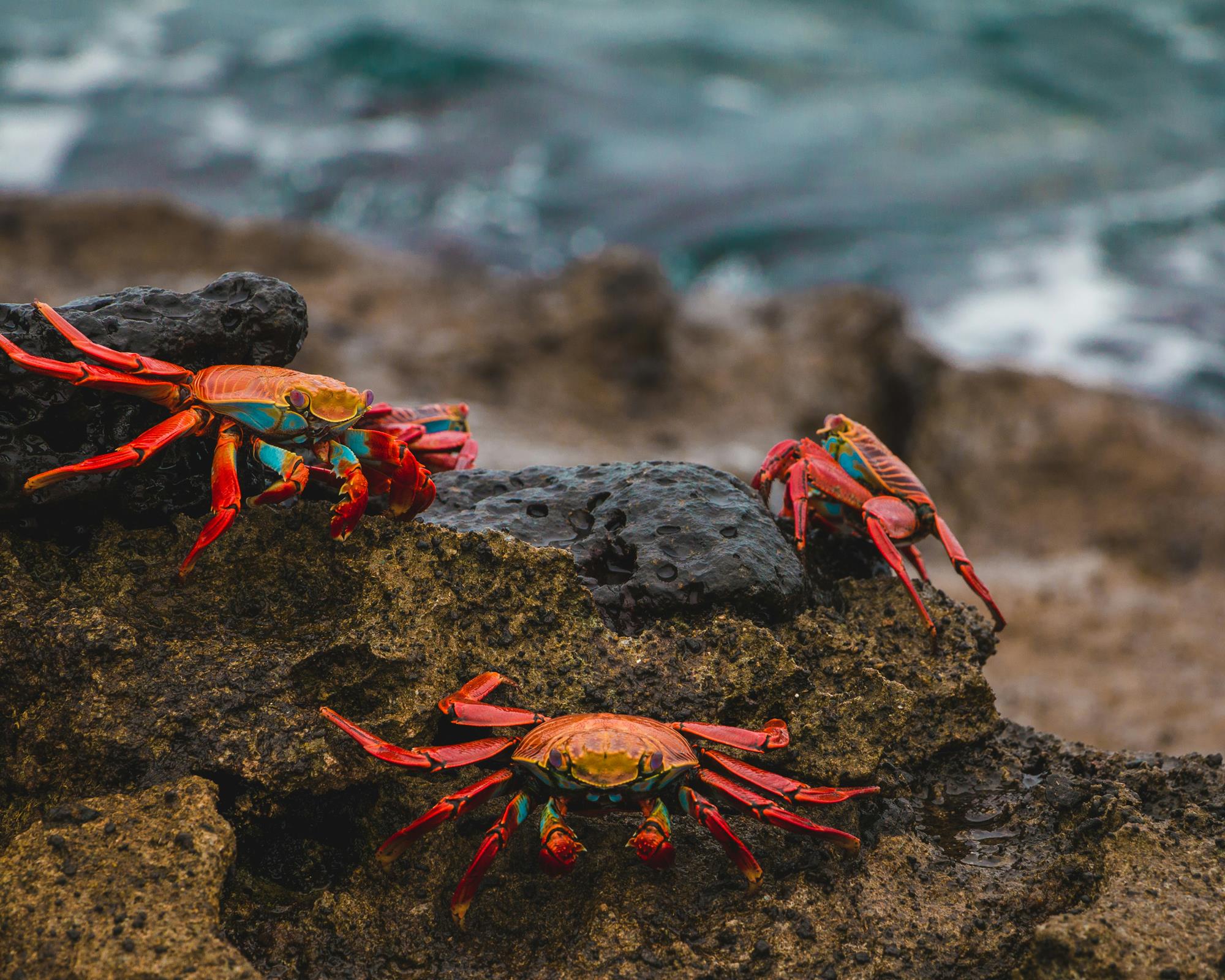 Three orange, red and blue crabs having a conversation on the rocks